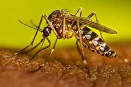 ABŞ ağcaqanadları bioloji silah kimi sınaqdan keçirib