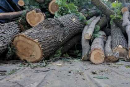 Bakıda 22 ağacın kəsilməsi ilə bağlı cinayət işi başlanıb