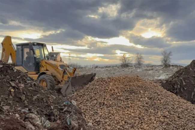 Gürcüstan və Türkiyədən gətirilən 73 tondan çox toxumluq kartof məhv edilib