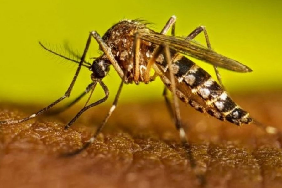 ABŞ ağcaqanadları bioloji silah kimi sınaqdan keçirib