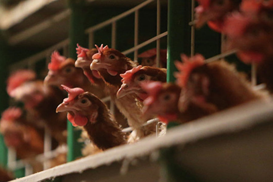 Azərbaycan bu ölkələrdən heyvan və quş əti idxalına qadağanı aradan qaldırıb