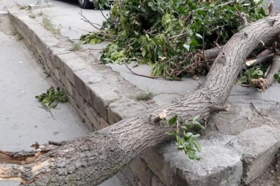 Bakıda güclü külək səbəbindən 34 ağac aşıb