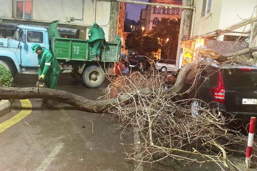 Güclü külək Bakıda 78 ağacı sındırıb
